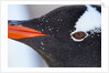 Gentoo penguin in Antarctica by Anonymous