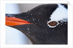 Gentoo penguin in Antarctica by Anonymous
