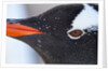 Gentoo penguin in Antarctica by Anonymous