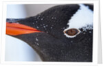 Gentoo penguin in Antarctica by Anonymous