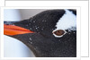 Gentoo penguin in Antarctica by Anonymous