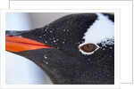 Gentoo penguin in Antarctica by Anonymous