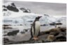 Gentoo penguin in Antarctica by Anonymous
