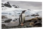 Gentoo penguin in Antarctica by Anonymous
