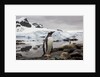 Gentoo penguin in Antarctica by Anonymous
