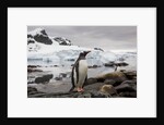 Gentoo penguin in Antarctica by Anonymous