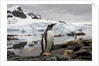 Gentoo penguin in Antarctica by Anonymous
