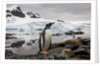 Gentoo penguin in Antarctica by Anonymous