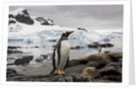 Gentoo penguin in Antarctica by Anonymous