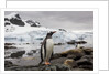 Gentoo penguin in Antarctica by Anonymous