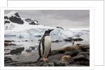 Gentoo penguin in Antarctica by Anonymous