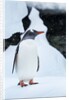 Gentoo penguin in Antarctica by Anonymous