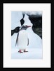 Gentoo penguin in Antarctica by Anonymous