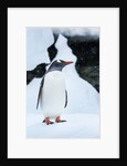 Gentoo penguin in Antarctica by Anonymous