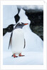 Gentoo penguin in Antarctica by Anonymous