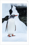 Gentoo penguin in Antarctica by Anonymous