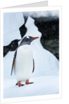 Gentoo penguin in Antarctica by Anonymous