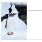 Gentoo penguin in Antarctica by Anonymous