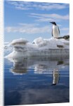 Gentoo penguin on Cuverville Island, Antarctica by Anonymous