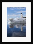 Gentoo penguin on Cuverville Island, Antarctica by Anonymous