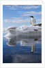 Gentoo penguin on Cuverville Island, Antarctica by Anonymous