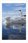 Gentoo penguin on Cuverville Island, Antarctica by Anonymous