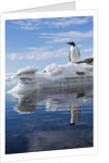 Gentoo penguin on Cuverville Island, Antarctica by Anonymous