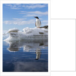 Gentoo penguin on Cuverville Island, Antarctica by Anonymous