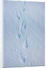 Gentoo penguin footprints on Anvers Island, Antarctica by Anonymous