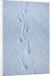 Gentoo penguin footprints on Anvers Island, Antarctica by Anonymous
