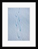 Gentoo penguin footprints on Anvers Island, Antarctica by Anonymous