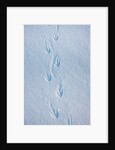 Gentoo penguin footprints on Anvers Island, Antarctica by Anonymous