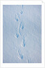Gentoo penguin footprints on Anvers Island, Antarctica by Anonymous
