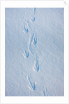 Gentoo penguin footprints on Anvers Island, Antarctica by Anonymous
