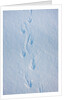 Gentoo penguin footprints on Anvers Island, Antarctica by Anonymous