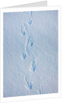 Gentoo penguin footprints on Anvers Island, Antarctica by Anonymous