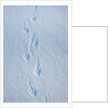 Gentoo penguin footprints on Anvers Island, Antarctica by Anonymous