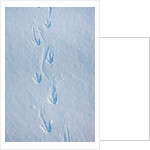 Gentoo penguin footprints on Anvers Island, Antarctica by Anonymous