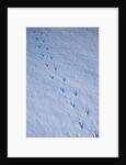 Gentoo penguin footprints on Anvers Island, Antarctica by Anonymous