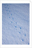 Gentoo penguin footprints on Anvers Island, Antarctica by Anonymous
