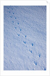 Gentoo penguin footprints on Anvers Island, Antarctica by Anonymous
