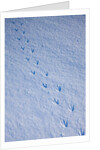 Gentoo penguin footprints on Anvers Island, Antarctica by Anonymous
