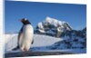 Gentoo penguin on Anvers Island, Antarctica by Anonymous