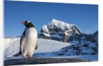 Gentoo penguin on Anvers Island, Antarctica by Anonymous