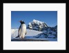 Gentoo penguin on Anvers Island, Antarctica by Anonymous
