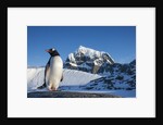 Gentoo penguin on Anvers Island, Antarctica by Anonymous