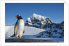 Gentoo penguin on Anvers Island, Antarctica by Anonymous