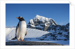 Gentoo penguin on Anvers Island, Antarctica by Anonymous