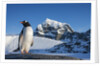 Gentoo penguin on Anvers Island, Antarctica by Anonymous