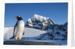 Gentoo penguin on Anvers Island, Antarctica by Anonymous